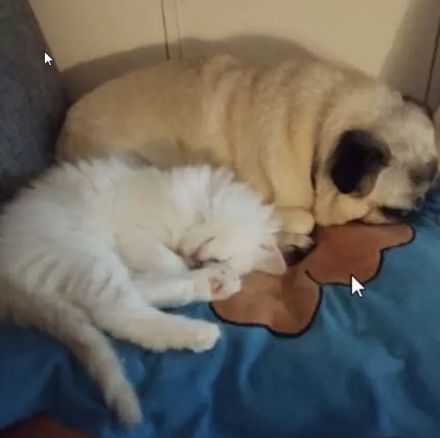 Wunderschöne Ragdoll-Kitten suchen liebevolles Zuhause