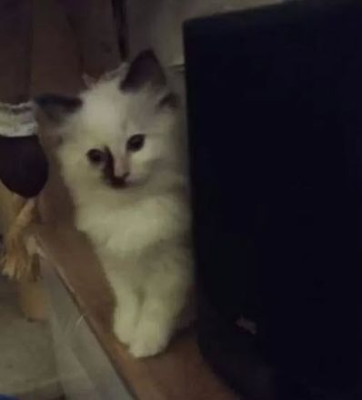 Wunderschöne Ragdoll-Kitten suchen liebevolles Zuhause