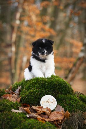 Großspitz Welpen schwarz weiß gescheckt