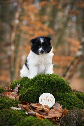 Großspitz Welpen schwarz weiß gescheckt