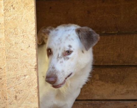 Ronny sucht ein neues Zuhause voller Liebe