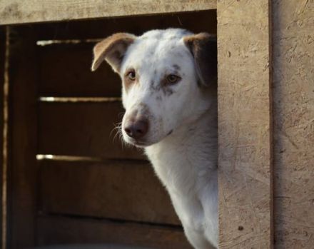 Ronny sucht ein neues Zuhause voller Liebe