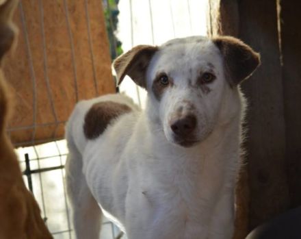 Ronny sucht ein neues Zuhause voller Liebe