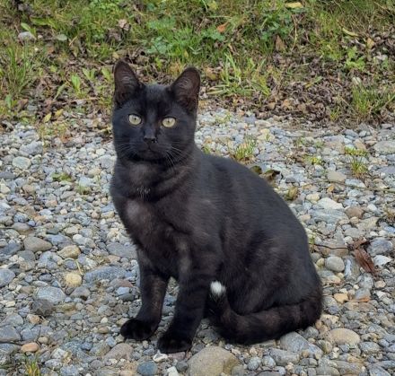 Getigerter Kater sucht Zuhause