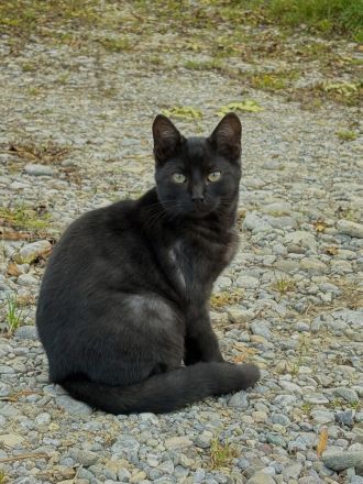 Getigerter Kater sucht Zuhause
