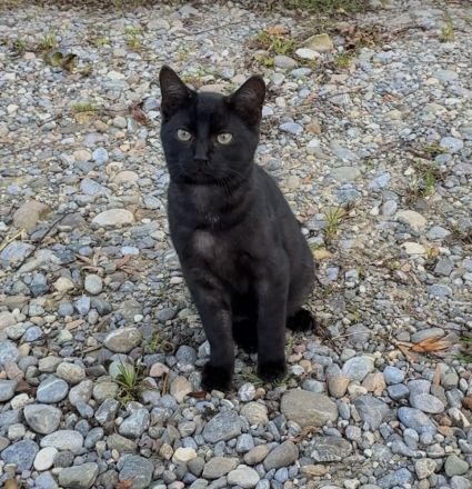 Getigerter Kater sucht Zuhause