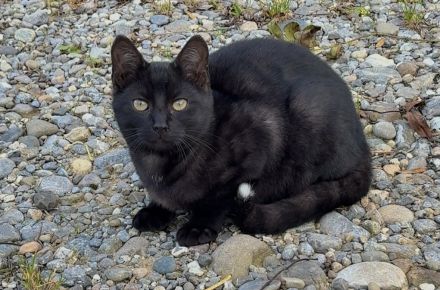 Getigerter Kater sucht Zuhause