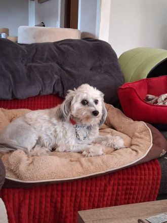 Löwchenrüde mit VDH/FCI