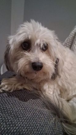 Löwchenrüde mit VDH/FCI