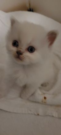 BKH Babykatzen noch 1 männlich