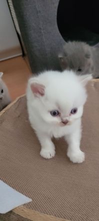 BKH Babykatzen noch 1 männlich