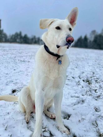 Iorek in 98666 Masserberg sucht sein Für-immer-Zuhause