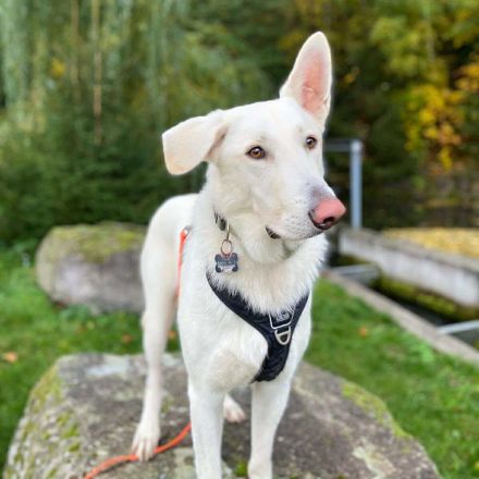 Iorek in 98666 Masserberg sucht sein Für-immer-Zuhause