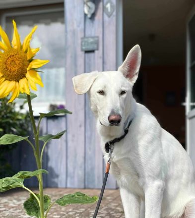 Iorek in 98666 Masserberg sucht sein Für-immer-Zuhause