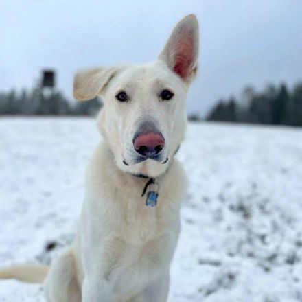 Iorek in 98666 Masserberg sucht sein Für-immer-Zuhause