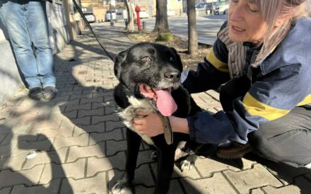 Ramses - Sanftmut in Hundegestalt