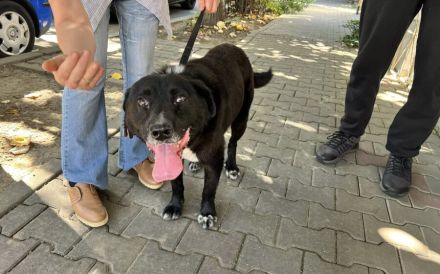 Ramses - Sanftmut in Hundegestalt