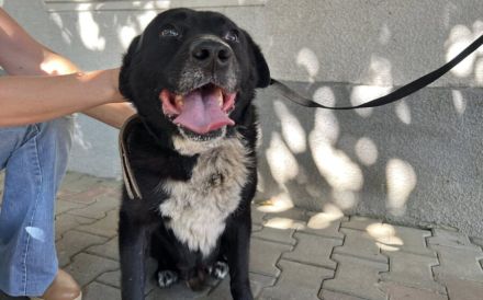 Ramses - Sanftmut in Hundegestalt