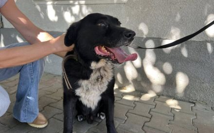 Ramses - Sanftmut in Hundegestalt