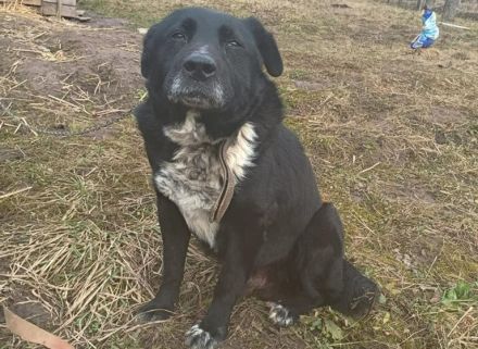 Ramses - Sanftmut in Hundegestalt