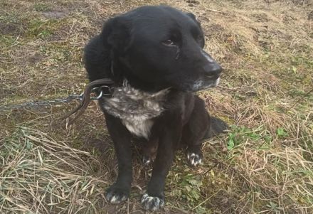 Ramses - Sanftmut in Hundegestalt