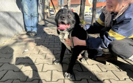 Ramses - Sanftmut in Hundegestalt