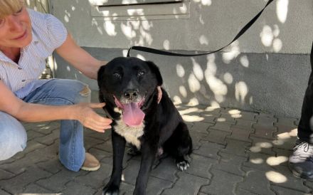 Ramses - Sanftmut in Hundegestalt