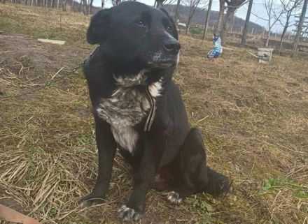 Ramses - Sanftmut in Hundegestalt