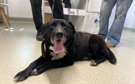 Ramses - Sanftmut in Hundegestalt