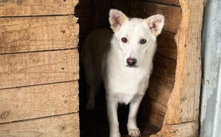 Powerpaket Jana sucht ein Zuhause