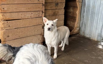 Powerpaket Jana sucht ein Zuhause