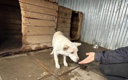 Powerpaket Jana sucht ein Zuhause