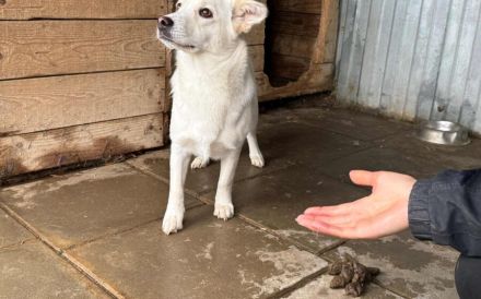 Powerpaket Jana sucht ein Zuhause