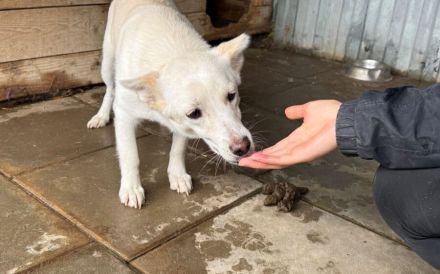 Powerpaket Jana sucht ein Zuhause