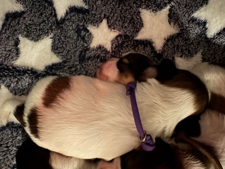 Shihtzu Welpen von dem Disneys