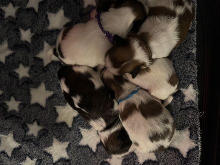 Shihtzu Welpen von dem Disneys