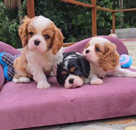 Cavalier King Charles Spaniel (gesundheitlich getestet)