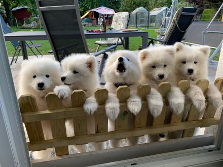 Northern Star of True Belief