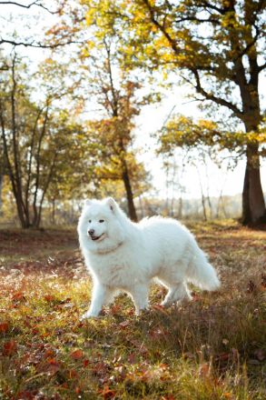 Northern Star of True Belief