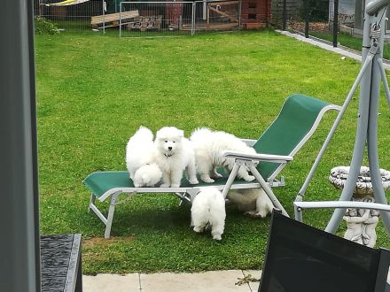 Northern Star of True Belief