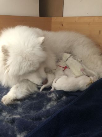 Northern Star of True Belief