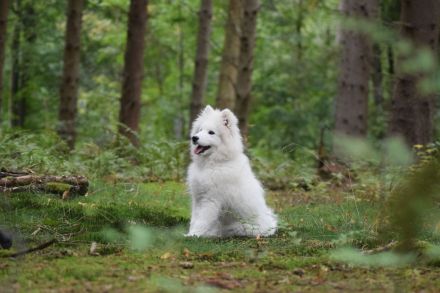 Northern Star of True Belief