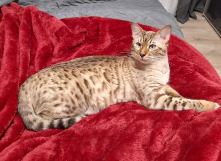 Snow Mink Bengal Kitten. Bengal Kitten. Bengal Katzen. Snow Mink