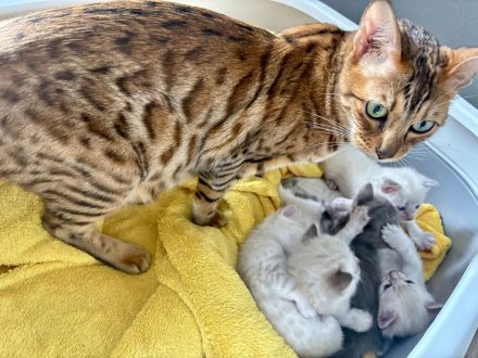 Snow Mink Bengal Kitten. Bengal Kitten. Bengal Katzen. Snow Mink