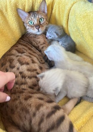 Snow Mink Bengal Kitten. Bengal Kitten. Bengal Katzen. Snow Mink
