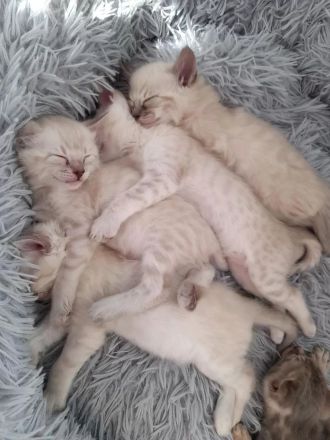 Snow Mink Bengal Kitten. Bengal Kitten. Bengal Katzen. Snow Mink