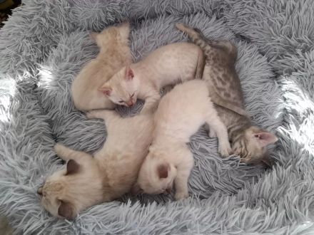 Snow Mink Bengal Kitten. Bengal Kitten. Bengal Katzen. Snow Mink