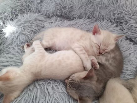 Snow Mink Bengal Kitten. Bengal Kitten. Bengal Katzen. Snow Mink