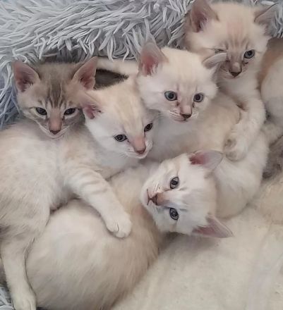 Snow Mink Bengal Kitten. Bengal Kitten. Bengal Katzen. Snow Mink