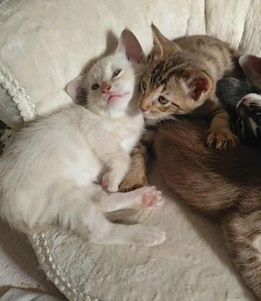 Seltene Savannah-Kitten – außergewöhnliche Farben, TICA registriert